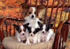 ĸ�������ʲô��