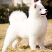 ��Ħȱ����ô��ѽ��ͼ��