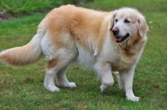 ��ëι��ע�����ͼ��