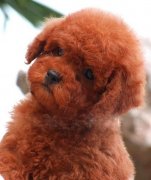 ̩�Ϲ���������ô�죿