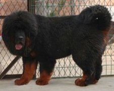 �����ʲô��Ƭ�ã�ͼ��