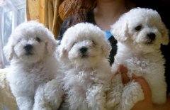 ̩�ϲ��󲹸Ƴ�Щʲô��