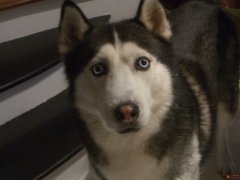 ��ʿ��ȱ�Ƶı���