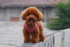 ̩��ë��ɫ��ô�죿��ͼ��