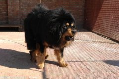 ����Ա����ô�죿ͼ