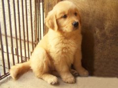 Ϊʲô��ë�����ӣ�