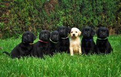 ��������Ӫ��ȱ����ô�죿��ͼ��