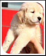 ��ë����������ô���أ�ͼ��