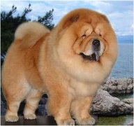 ��ʨȱ����ô�죿��ͼ��