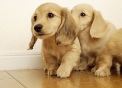 ��ë��θ���ó�ʲô