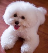 ���ܳ�ʲôëɫ�ã�ͼ��