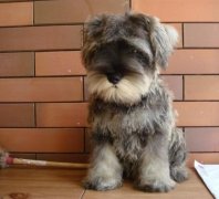 ѩ��������ʲô���ƣ�ͼ��