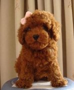 ��ȫ��̩����ë���ԣ�ͼ��