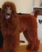 ��ɫ�����ʲô������ë����ͼ��