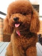 ���Ȯ��ë�ڳ�ʲô����ͼ��