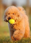 ���Ȯëɫ������ô�죿��ͼ��