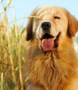 ��ë��ë�ڳ�ʲô����ͼ��