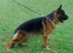 �����Ա����ô���£���ͼ��