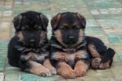 ��Ȯ�������ι������ͼ��