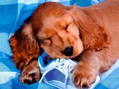 �����ȳ����ô��