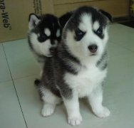 ��ʿ��ȱ������Щ֢״��ͼ��