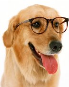 ��ëƤ��������ô�죿��ͼ��