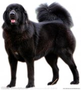 �����ʲô��ë����ͼ��