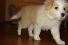 ������ʳ���ô�죿��ͼ��