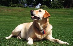 ��Ȯ��ë��ô�죿��ͼ)