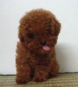 ̩��ΪʲôŻ�£�ͼ��