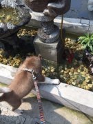 ����ƶѪ��ʲô����ͼ��