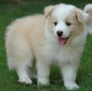 ѩ�����ʲô����ά���أ���ͼ��