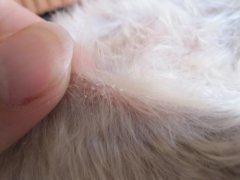 ̩�����ϰ�ɫƤм����ô��