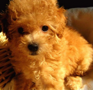 ̩�ϲ��Զ�����ô�죿