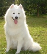 �����ȳ������ô�죿��ô������ͼ��