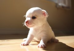 ����˫������ô�죿