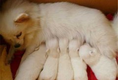 ��������ʲô���ƣ�