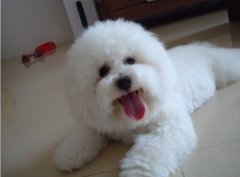 ������Ѫ����ô�죨ͼ��