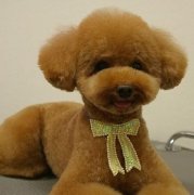 ��ô��ĸȮ���ƣ���ͼ��