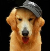 �Ϲ���β��ƣ���ͼ��