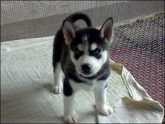 ��ʿ������������ô�죿����ô�����