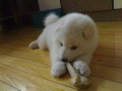 ��ĦҮ������ô��?(ͼ)