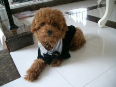 ������ô��ë����ʲô���������ù���ëɫ��