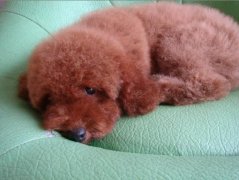 ���ع��Ȯ̩��Ȯ��ô��ë����ͼ��