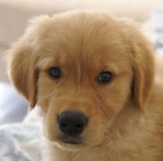 ����ë�����ô��������ͼ��