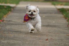 ��ʲô���ù���ë��������������ͼ��