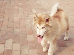 ����ë��ɫ��ô�죿��������Ĺ�����������