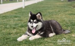 ����˹����β��ƣ�