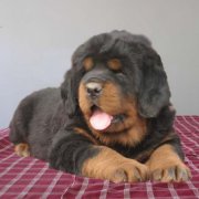 ��ô�����Ჹ�ƣ�����ʲôʱ�򲹸ƺã�ͼ��