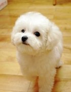 ̩�ϵ�ë��ô���£�